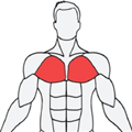 Musclewiki中文版